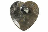 Lot:  Goniatite Fossil Heart Dishes - Pieces #77757-4
